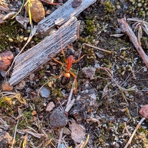 Camponotus consobrinus (Banded sugar ant) at Gungahlin, ACT - 23 Sep 2025 by chriselidie