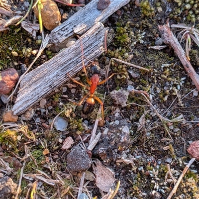 Camponotus consobrinus (Banded sugar ant) at Gungahlin, ACT - 23 Sep 2025 by chriselidie