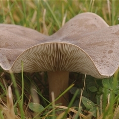 Unverified Cap on a stem; gills below cap [mushrooms or mushroom-like] at Morton Plains, VIC - 14 Jul 2011 by WendyEM