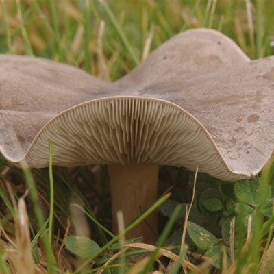 Unverified Cap on a stem; gills below cap [mushrooms or mushroom-like] at Morton Plains, VIC - 14 Jul 2011 by WendyEM