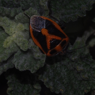 Agonoscelis rutila (Horehound bug) at Watchem, VIC - 14 Jul 2011 by WendyEM