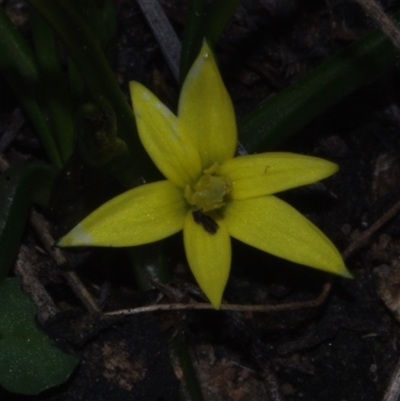 Hypoxis (genus) at Morton Plains, VIC - 14 Jul 2011 by WendyEM