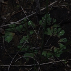 Unverified Moss, Liverwort or Hornwort at Morton Plains, VIC - 14 Jul 2011 by WendyEM