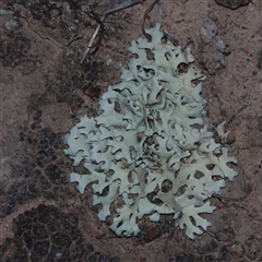 Unverified Lichen at Morton Plains, VIC - 14 Jul 2011 by WendyEM