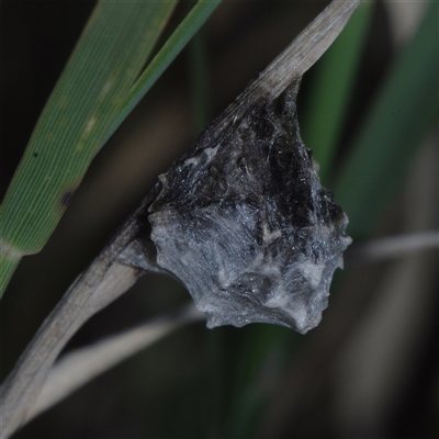 Unverified Spider at Morton Plains, VIC - 14 Jul 2011 by WendyEM