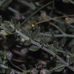 Unverified Other Wildflower or Herb at Morton Plains, VIC - 14 Jul 2011 by WendyEM