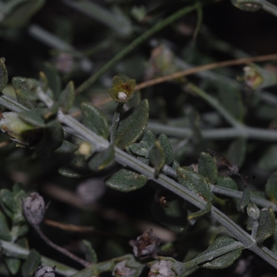 Unverified Other Wildflower or Herb at Morton Plains, VIC - 14 Jul 2011 by WendyEM