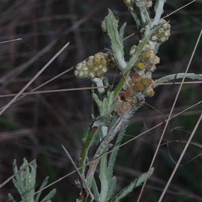 Pseudognaphalium luteoalbum at Morton Plains, VIC - 14 Jul 2011 by WendyEM