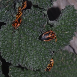 Agonoscelis rutila (Horehound bug) at Morton Plains, VIC - 14 Jul 2011 by WendyEM