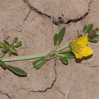 Unverified Other Wildflower or Herb at Morton Plains, VIC - 14 Jul 2011 by WendyEM