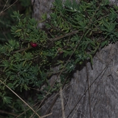 Unverified Other Wildflower or Herb at Morton Plains, VIC - 14 Jul 2011 by WendyEM