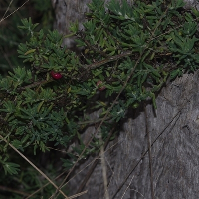 Unverified Other Wildflower or Herb at Morton Plains, VIC - 14 Jul 2011 by WendyEM