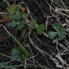 Pellaea calidirupium at Morton Plains, VIC - 14 Jul 2011 by WendyEM