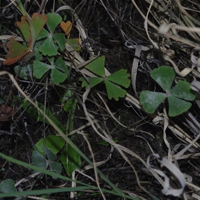 Pellaea calidirupium at Morton Plains, VIC - 14 Jul 2011 by WendyEM