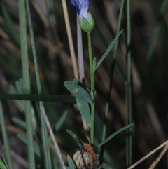 Linum marginale at Morton Plains, VIC - 14 Jul 2011 by WendyEM