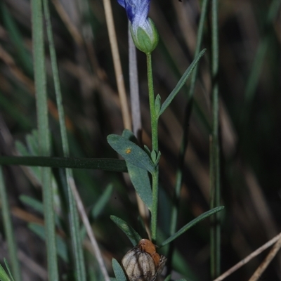 Linum marginale at Morton Plains, VIC - 14 Jul 2011 by WendyEM