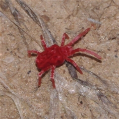 Trombidiidae (family) at Morton Plains, VIC - 14 Jul 2011 by WendyEM