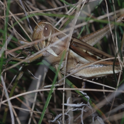 Austracris guttulosa (Spur-throated Locust) at Morton Plains, VIC - 14 Jul 2011 by WendyEM