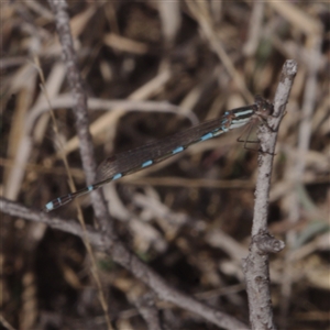 Austrolestes leda (Wandering Ringtail) at Morton Plains, VIC - 14 Jul 2011 by WendyEM