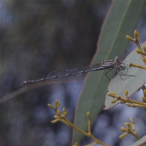 Austrolestes sp. (genus) (Ringtail damselfy) at Morton Plains, VIC - 14 Jul 2011 by WendyEM