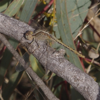 Diplacodes bipunctata (Wandering Percher) at Morton Plains, VIC - 14 Jul 2011 by WendyEM