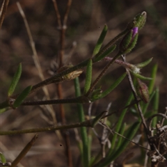 Spergularia rubra at Morton Plains, VIC - 14 Jul 2011 by WendyEM