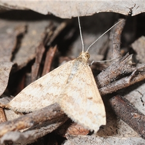 Scopula rubraria (Reddish Wave, Plantain Moth) at Denman Prospect, ACT - 23 Sep 2025 by Harrisi