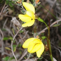 Diuris chryseopsis (Golden Moth) at Denman Prospect, ACT - 23 Sep 2025 by Harrisi
