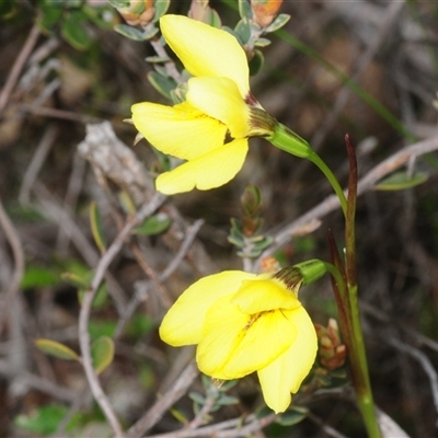 Diuris chryseopsis (Golden Moth) at Denman Prospect, ACT - 23 Sep 2025 by Harrisi