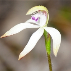 Caladenia ustulata (Brown Caps) at Denman Prospect, ACT - 23 Sep 2025 by Harrisi