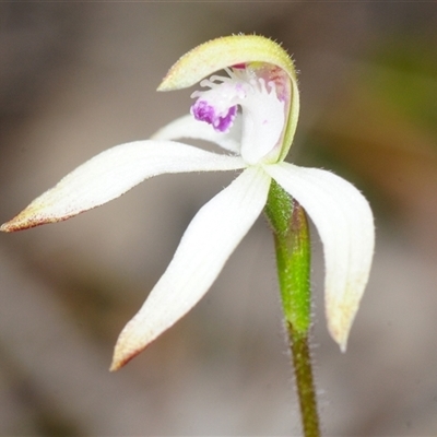 Caladenia ustulata (Brown Caps) at Denman Prospect, ACT - 23 Sep 2025 by Harrisi