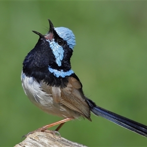 Malurus cyaneus (Superb Fairywren) at Yarralumla, ACT - 23 Sep 2025 by TimL