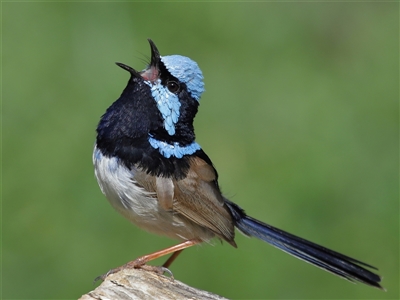 Malurus cyaneus (Superb Fairywren) at Yarralumla, ACT - 23 Sep 2025 by TimL