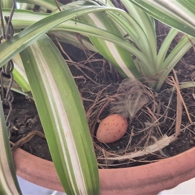 Pomatostomus temporalis temporalis at  - suppressed by rieteklis