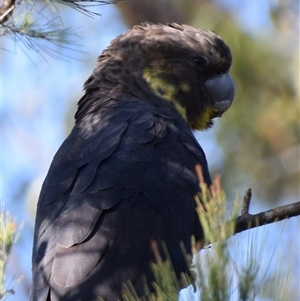 Calyptorhynchus lathami lathami (Glossy Black-Cockatoo) at Windellama, NSW - 18 Apr 2019 by GITM2