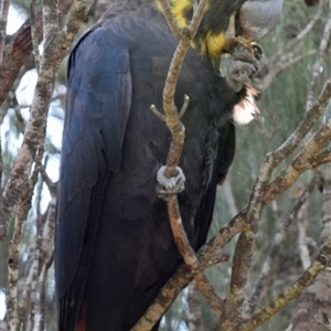 Calyptorhynchus lathami lathami (Glossy Black-Cockatoo) at Windellama, NSW - 19 Apr 2019 by GITM2