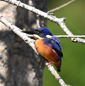Ceyx azureus (Azure Kingfisher) at Potato Point, NSW - 23 Sep 2025 by davidcunninghamwildlife