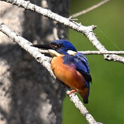 Ceyx azureus (Azure Kingfisher) at Potato Point, NSW - 23 Sep 2025 by davidcunninghamwildlife
