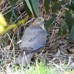 Tachyspiza cirrocephala (Collared Sparrowhawk) at Kambah, ACT - 23 Sep 2025 by LineMarie