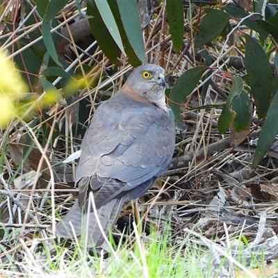 Tachyspiza cirrocephala (Collared Sparrowhawk) at Kambah, ACT - 23 Sep 2025 by LineMarie