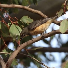Pachycephala rufiventris (Rufous Whistler) at Kambah, ACT - 23 Sep 2025 by LineMarie