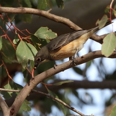 Pachycephala rufiventris (Rufous Whistler) at Kambah, ACT - 23 Sep 2025 by LineMarie