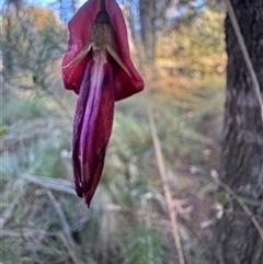 Kennedia rubicunda (Dusky Coral Pea) at Mittagong, NSW - 24 Sep 2025 by Span102