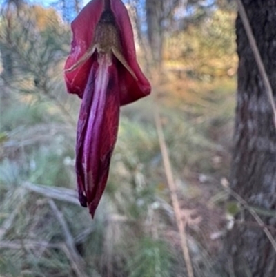 Kennedia rubicunda (Dusky Coral Pea) at Mittagong, NSW - 24 Sep 2025 by Span102
