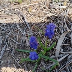 Muscari armeniacum (Grape Hyacinth) at Cooma, NSW - 24 Sep 2025 by mahargiani