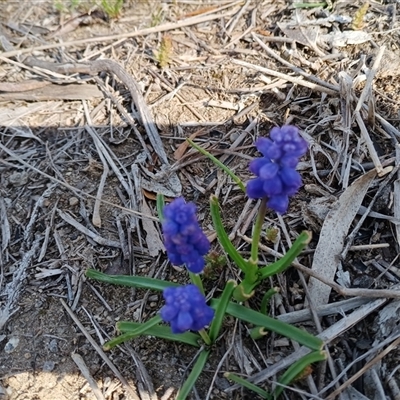 Muscari armeniacum (Grape Hyacinth) at Cooma, NSW - 24 Sep 2025 by mahargiani