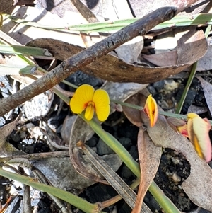 Bossiaea (genus) at Balmoral, NSW - 17 Sep 2025 by Span102