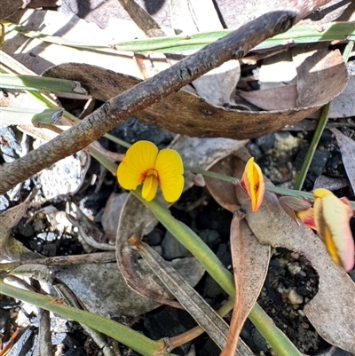 Bossiaea (genus) at Balmoral, NSW - 17 Sep 2025 by Span102