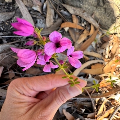 Tetratheca thymifolia (Black-eyed Susan) at Balmoral, NSW - 17 Sep 2025 by Span102