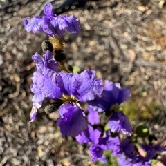 Dampiera stricta at Balmoral, NSW - 17 Sep 2025 by Span102